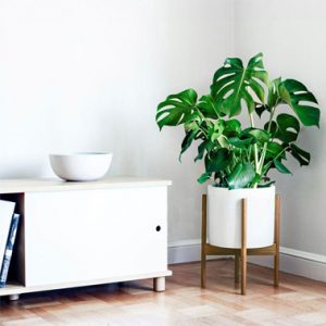 5 loại cây xanh mang Thần tài ghé thăm nhà bạn!