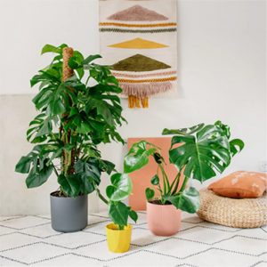 5 loại cây xanh mang Thần tài ghé thăm nhà bạn!