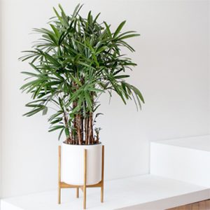 5 loại cây xanh mang Thần tài ghé thăm nhà bạn!