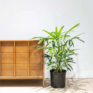 5 loại cây xanh mang Thần tài ghé thăm nhà bạn!