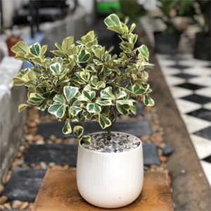 5 loại cây xanh mang Thần tài ghé thăm nhà bạn!