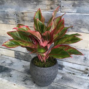 5 loại cây xanh mang Thần tài ghé thăm nhà bạn!