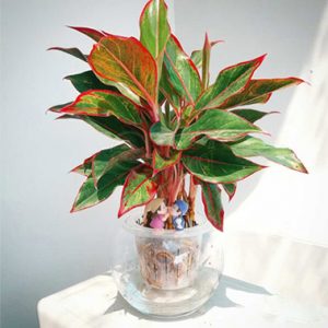 5 loại cây xanh mang Thần tài ghé thăm nhà bạn!