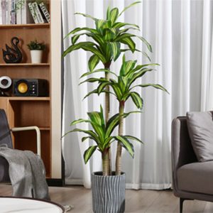 5 loại cây xanh mang Thần tài ghé thăm nhà bạn!