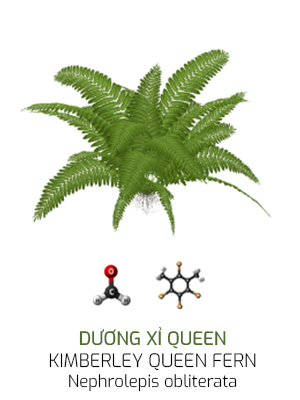 Dương xỉ queen