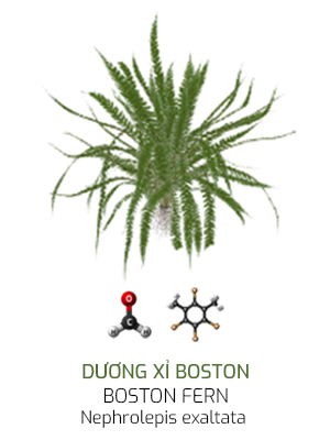 Dương xỉ boston