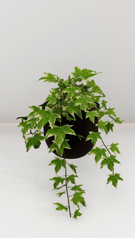 Cây Thường Xuân